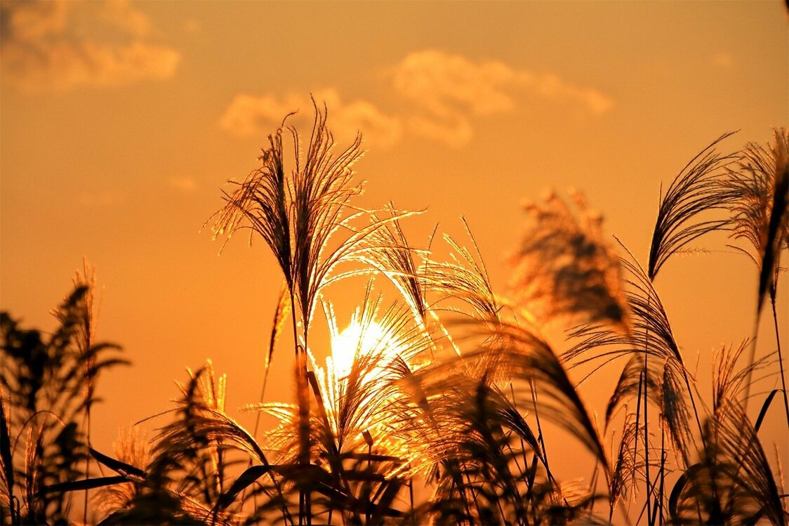 秋の夕暮れ（PIXTA）