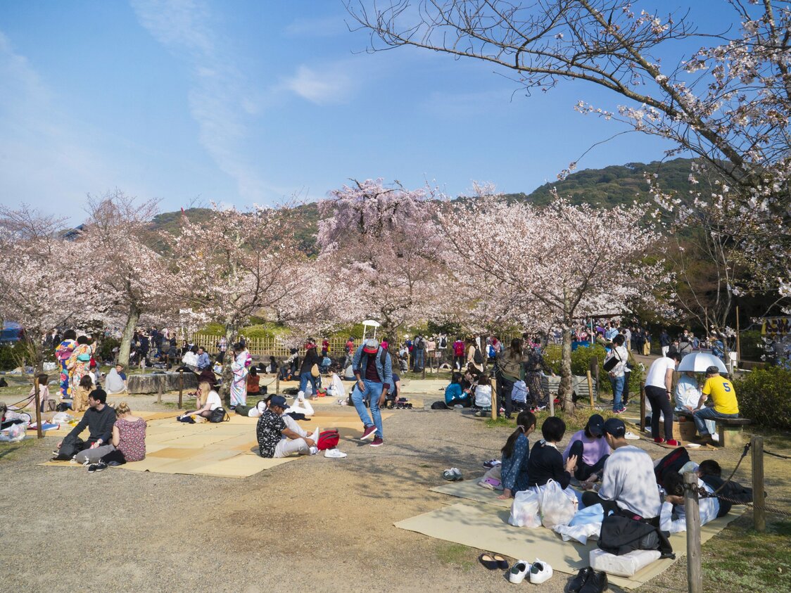 たくさんの花見客でにぎわう円山公園