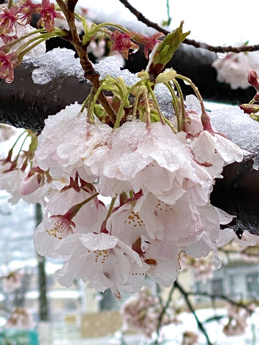 【美图集】樱花烂漫时，东京下了场雪