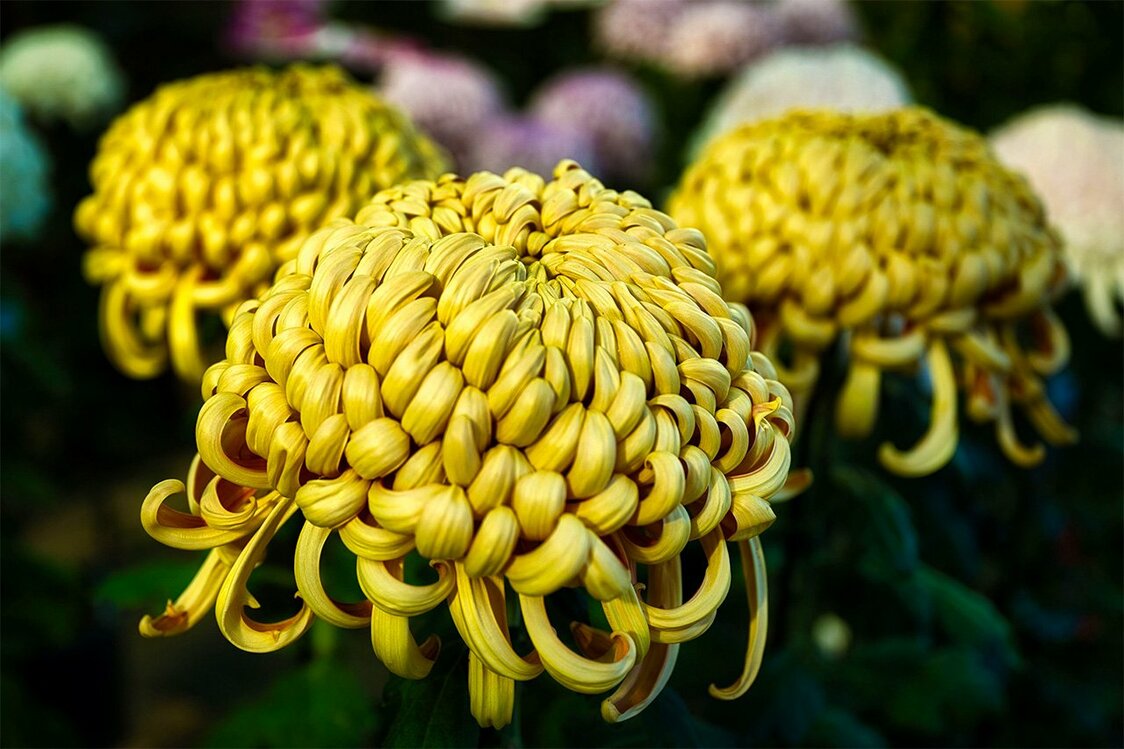 Atsumono, une variété fleurissant en abondance avec des centaines de pétales partant du cœur de la fleur.