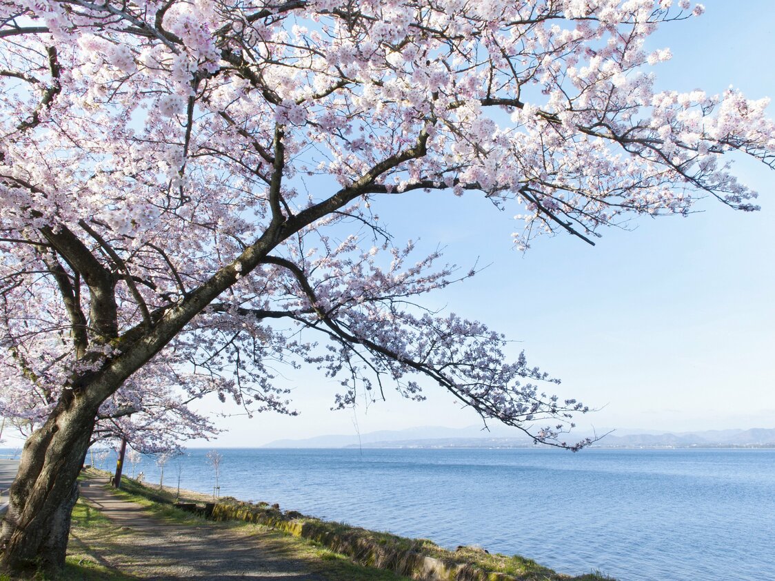 空と湖面の青色を背景にすると桜の薄紅色が映える