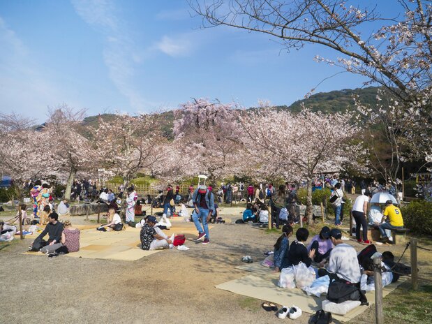 Maruyama Park is a favorite place for blossom-viewing parties.