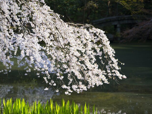The blossoms above the Konoe pond are another lovely sight.