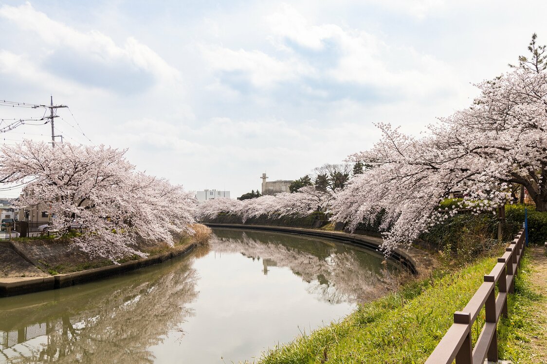 绫濑川沿岸还是知名的赏樱胜地