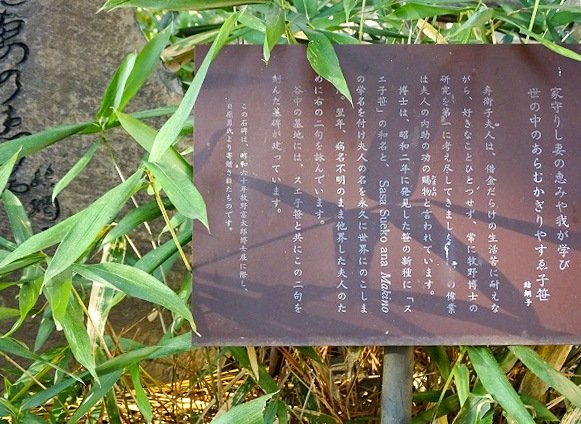 牧野富太郎以妻子之名命名的「壽衛子笹」（筆者攝影）