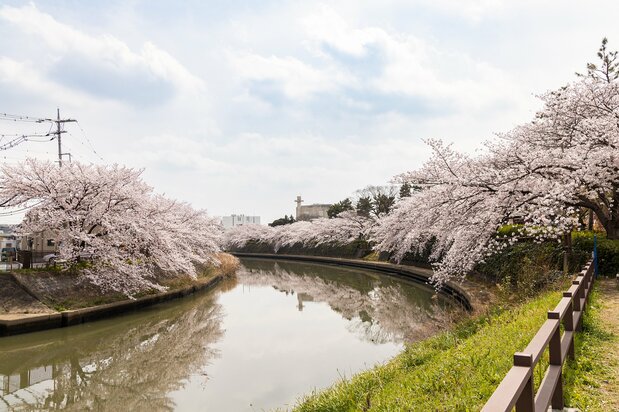 绫濑川沿岸还是知名的赏樱胜地