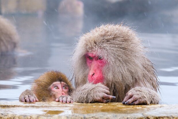 “Snow monkeys” having a dip at Jigokudani Monkey Park. (© Pixta)