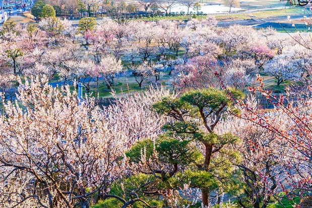The garden Kairakuen is particularly famed for its thousands of plum trees, of some 100 varieties. (© Pixta)