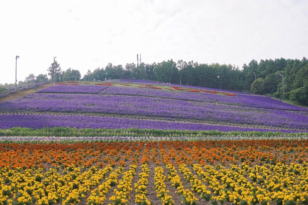 In summer, bright colors transform what had been a silvery ski slope in winter.