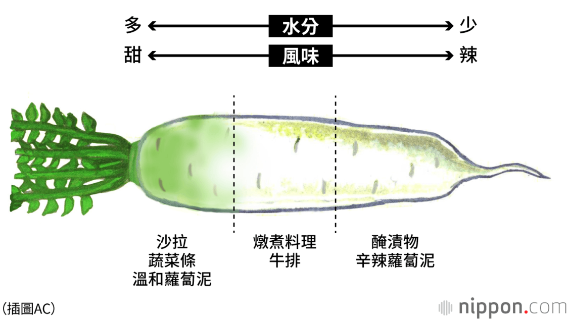 白蘿蔔：不同部位風味大不同！分部位巧妙運用，享受多元美味的平民蔬菜