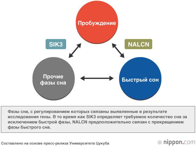 Генные механизмы регулирования сна: открытия исследователей из&nbsp;Университета Цукуба