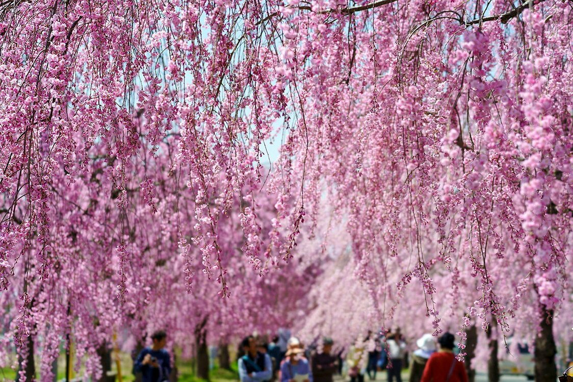 (© Fukushima Prefecture Tourism and Local Products Association)