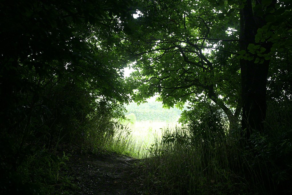 [Diapositivas] ¡Bienvenidos al bosque!