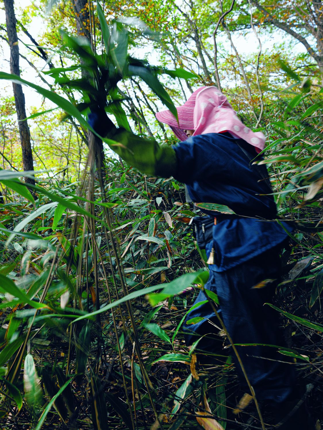手执采到的筱竹登山（图片：在本弥生）