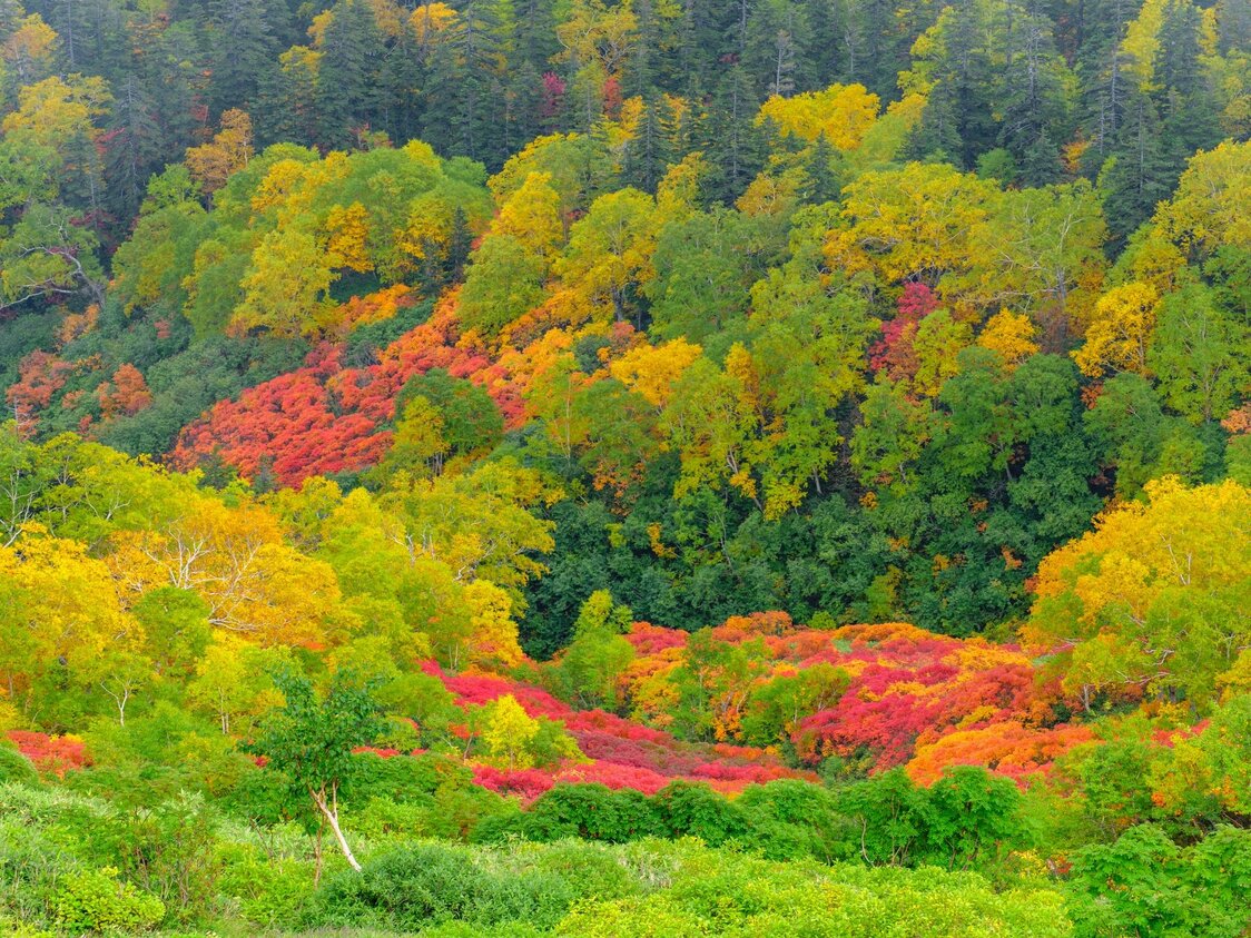 Autumn foliage at Ginsendai. (© PhotoAC)