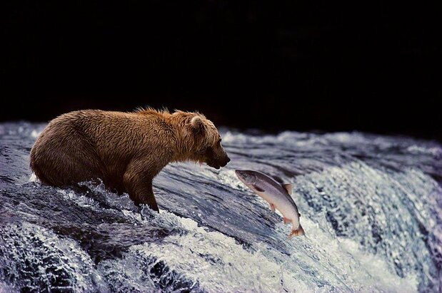 Un oso grizzly y un salmón que nada a contracorriente se encuentran en una cascada
