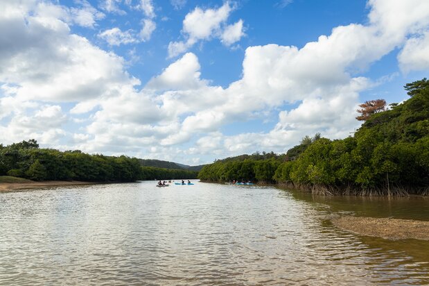 Forêts et mangrove de la rivière Kesaji, village de Kunigami.