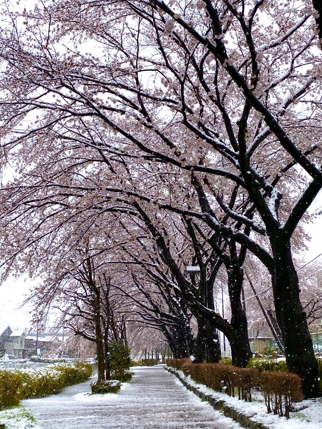 【美图集】樱花烂漫时，东京下了场雪