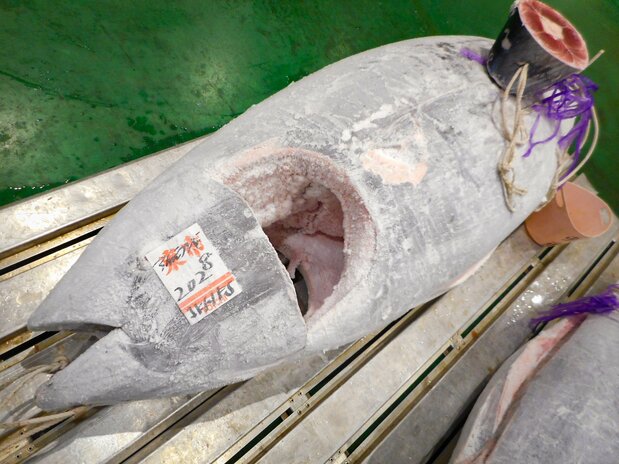 すしネタとして人気のアイルランド沖で捕れたクロマグロ　写真：市場関係者提供