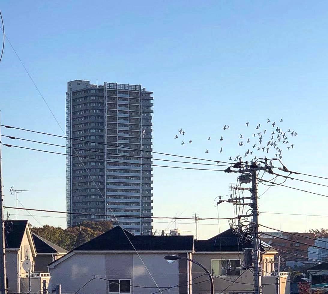 日本人的新宠“迷你猪”
