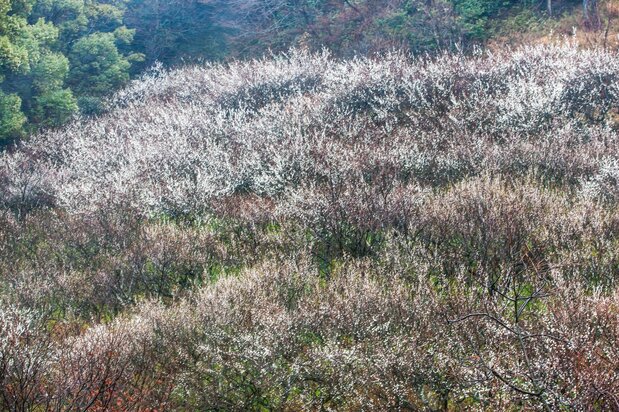 Jūniso Orchard, home to 400 plum trees, protected by the Kamakura Preservation Society. (© Harada Hiroshi)