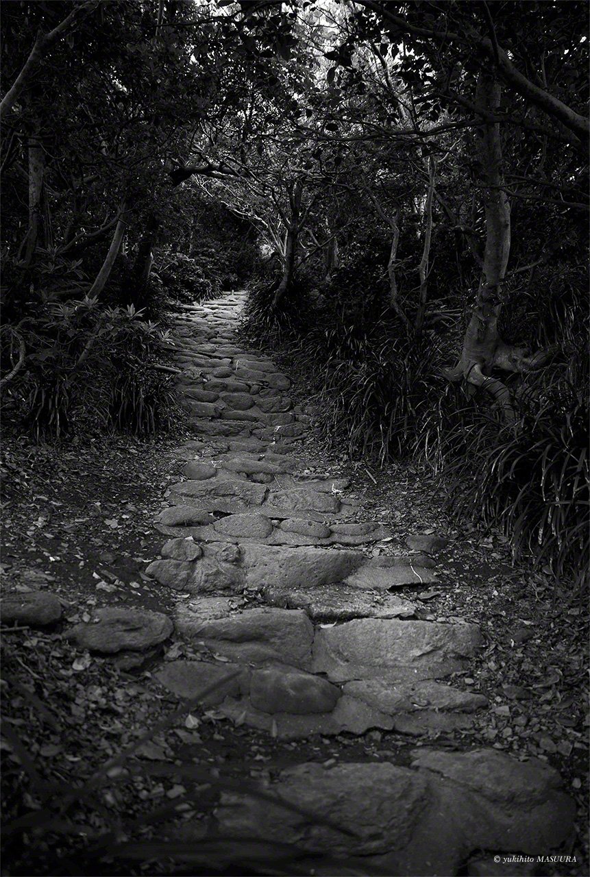 La forêt dense se referme sur le sentier vers le sanctuaire Okitsu-miya.