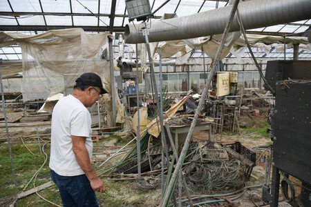 Akihisa Suzuki has all his crops destroyed after flooding hits his greenhouses in Narita, Chiba Prefecture, eastern Japan, photographed on Friday.