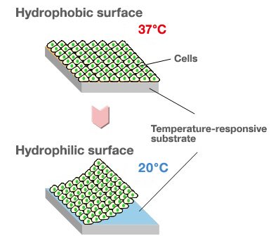The surface is hydrophobic at 37°C, but becomes hydrophilic at 20°C, allowing removal of the cells intact in their sheet form.