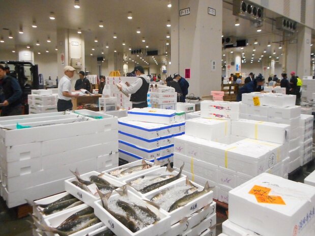 批发商的店面内时令鱼类偏少,据说买卖不太好做 图片:笔者提供