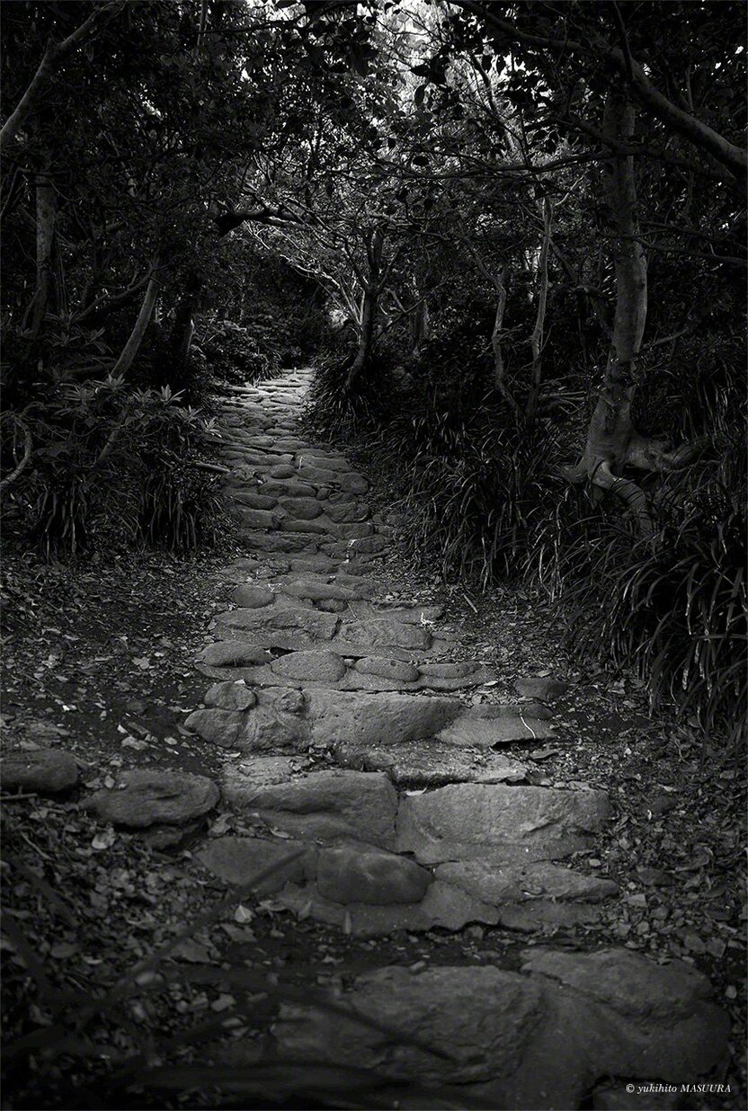 La forêt dense se referme sur le sentier vers le sanctuaire Okitsumiya.