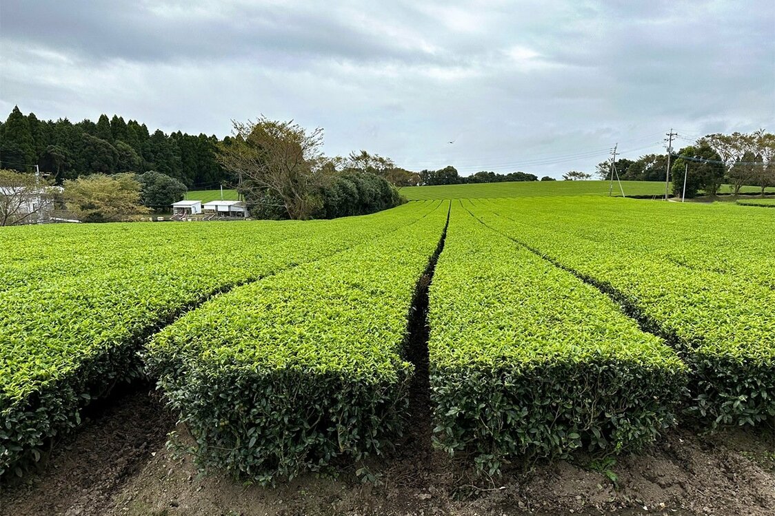 和紅茶も生産する西製茶工場の茶畑＝2023年9月鹿児島県霧島市、筆者撮影