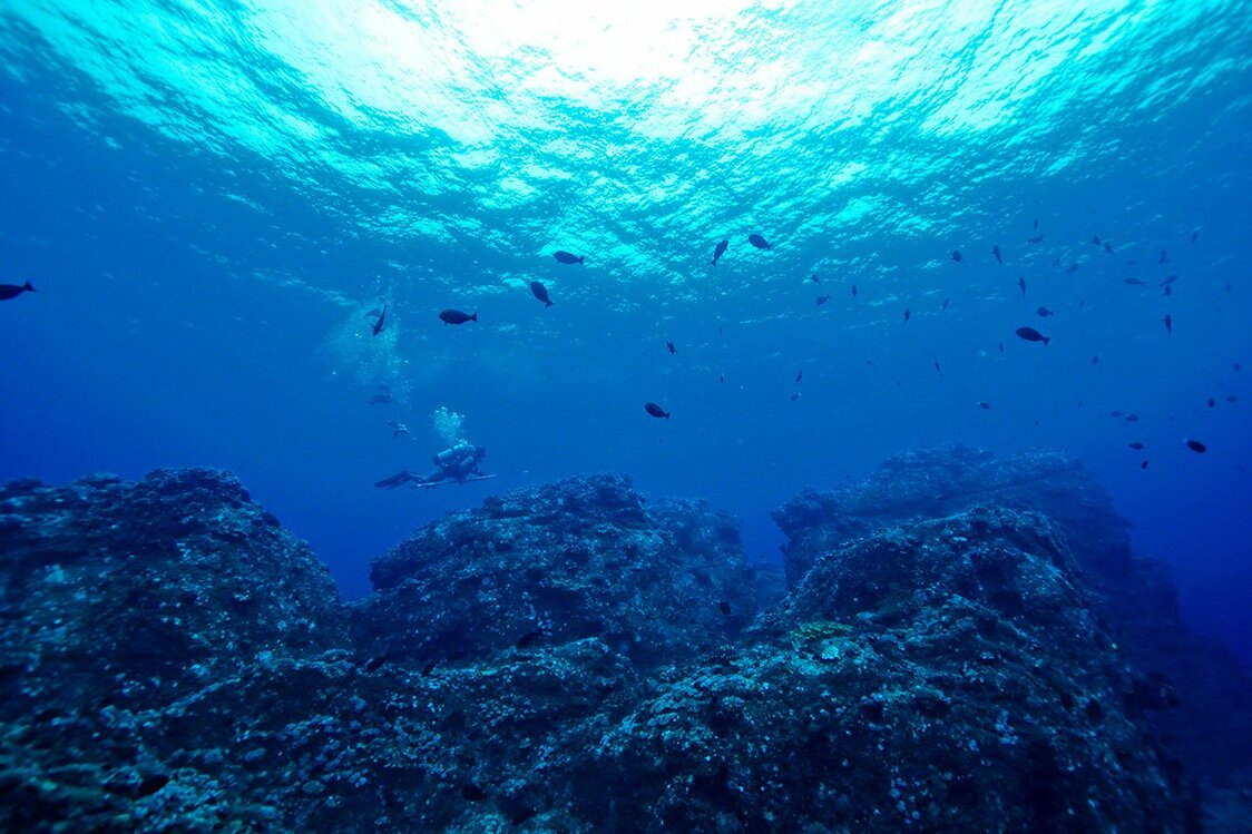 仲の御神島の海中。激しい潮流と複雑な地形ゆえ、獲物となる魚が多い