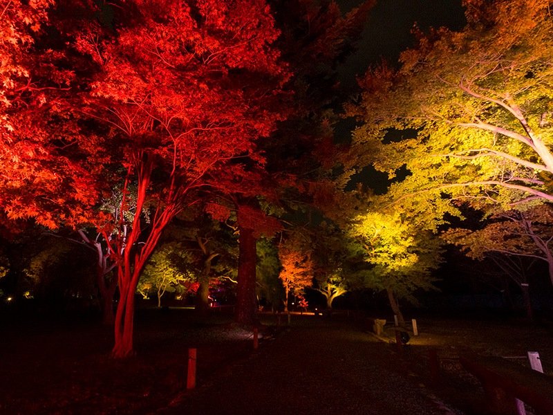 L’automne japonais est également synonyme de feuillages dorés. N’oublions pas d’apprécier leurs illuminations sur le chemin.