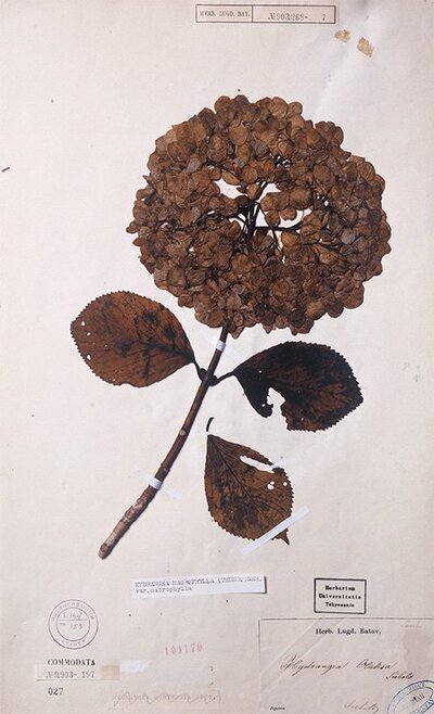 Un échantillon d'une feuille d'hortensia ayant été montré à l'exposition « Siebold : l'homme qui a montré la nature japonaise au monde ». Cette variété d'hortensia porte le nom scientifique H. otaksa, du nom de son épouse japonaise, Taki. (Photo avec l'aimable autorisation du Musée de l'Université de Tokyo)