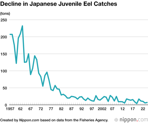 Decline in Japanese Juvenile Eel Catches