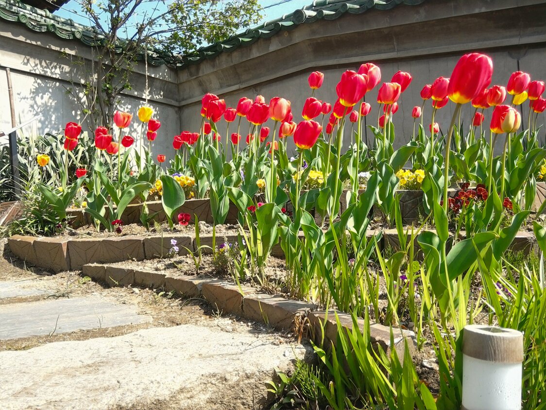 En mayo, aproximadamente, es la mejor época para ver, florecidos en todo su esplendor, los cerca de 270 tulipanes del arriate (imagen cortesía de Saryō Kadan).