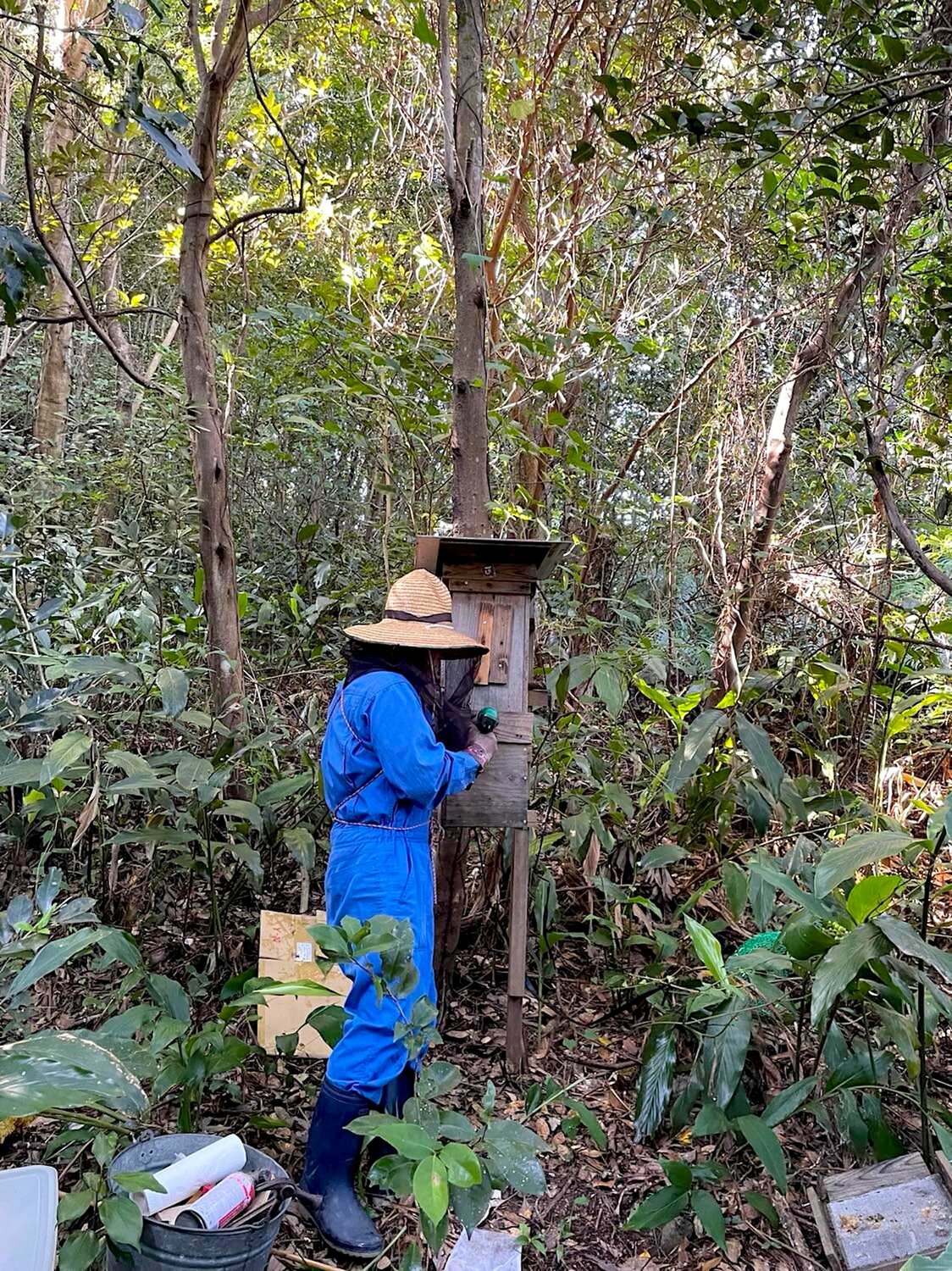 Les ruches se trouvent sur des collines en forêt. (© Kobayashi Kei)