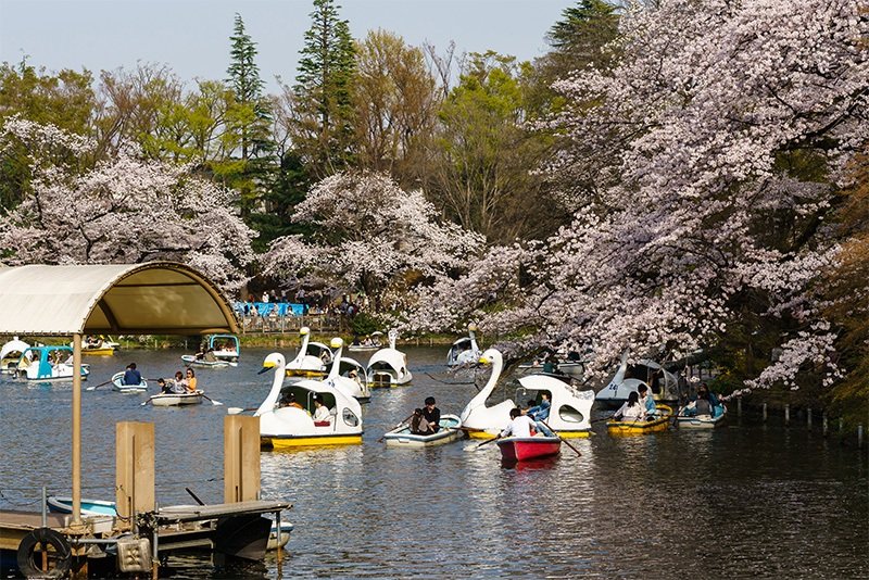 Unos 250 árboles rodean el estanque de este parque, el origen del popular río Kanda de Tokio.