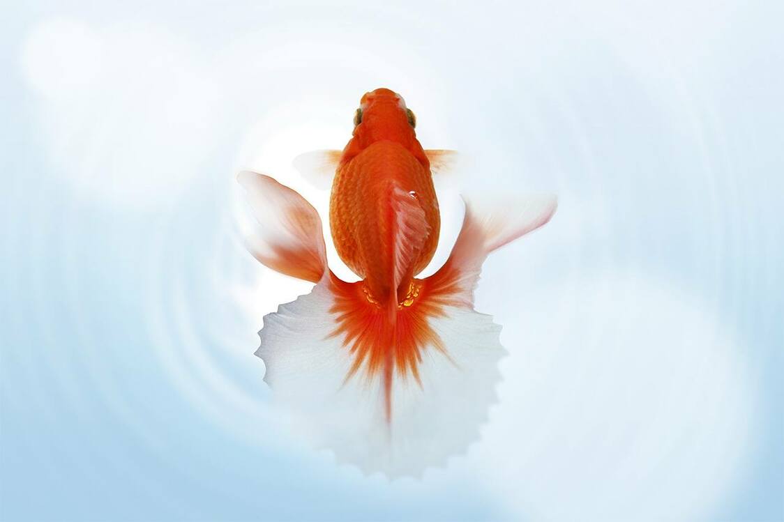 土佐锦鱼（图片：PIXTA）
