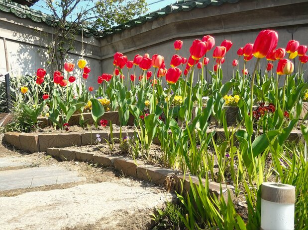 5月左右，这里约有270棵郁金香争相怒放（图片提供：茶寮花坛）