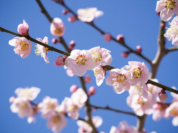 神苑を含めた境内全域に約35種450本の梅が植えられている