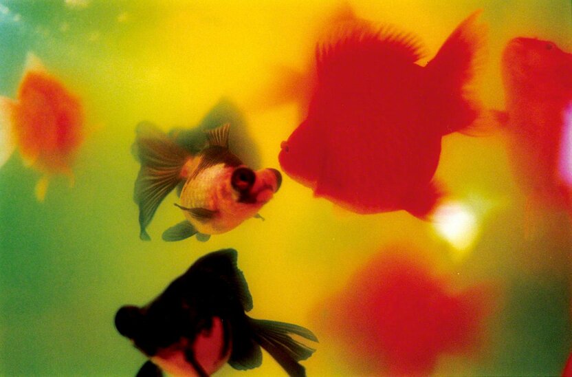 出自摄影集《Liquid Dreams》（Editions Treville出版社，2003年） ©mika ninagawa， Courtesy of Tomio Koyama Gallery