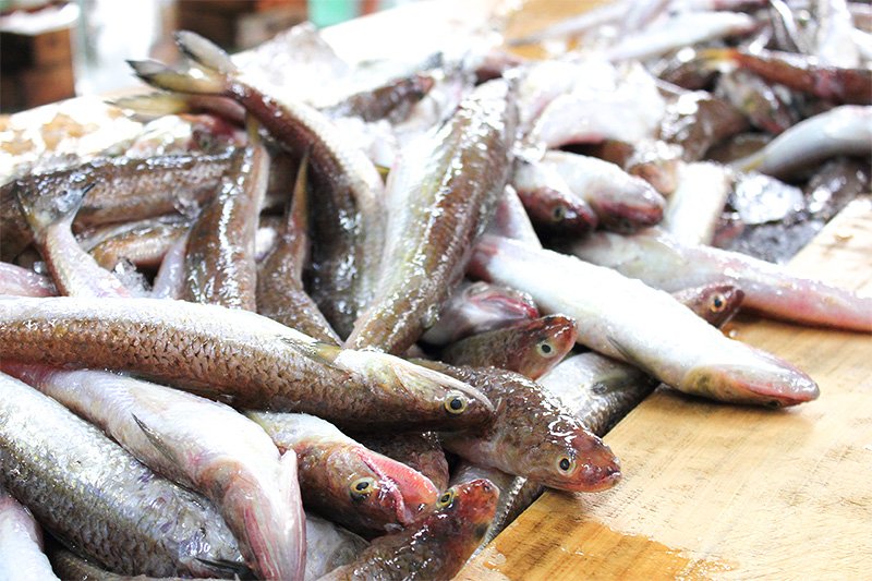 Chiles o peces lagarto, ingrediente principal del kamaboko.