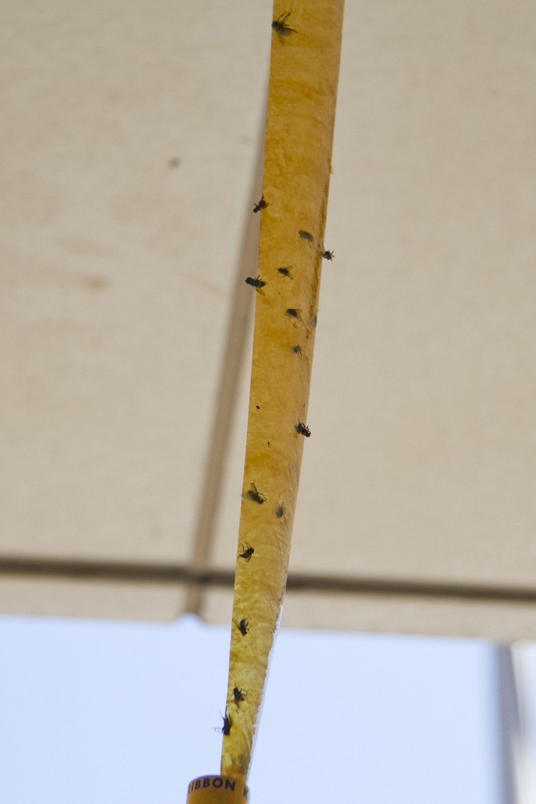设置在避难所的捕蝇器。如何应对大量发生的苍蝇，令人烦恼。