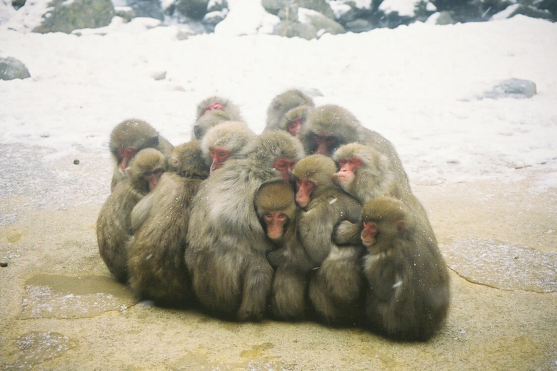 Singes sauvages, cascades et vallée aux couleurs dorées : la région d’Okayama en automne