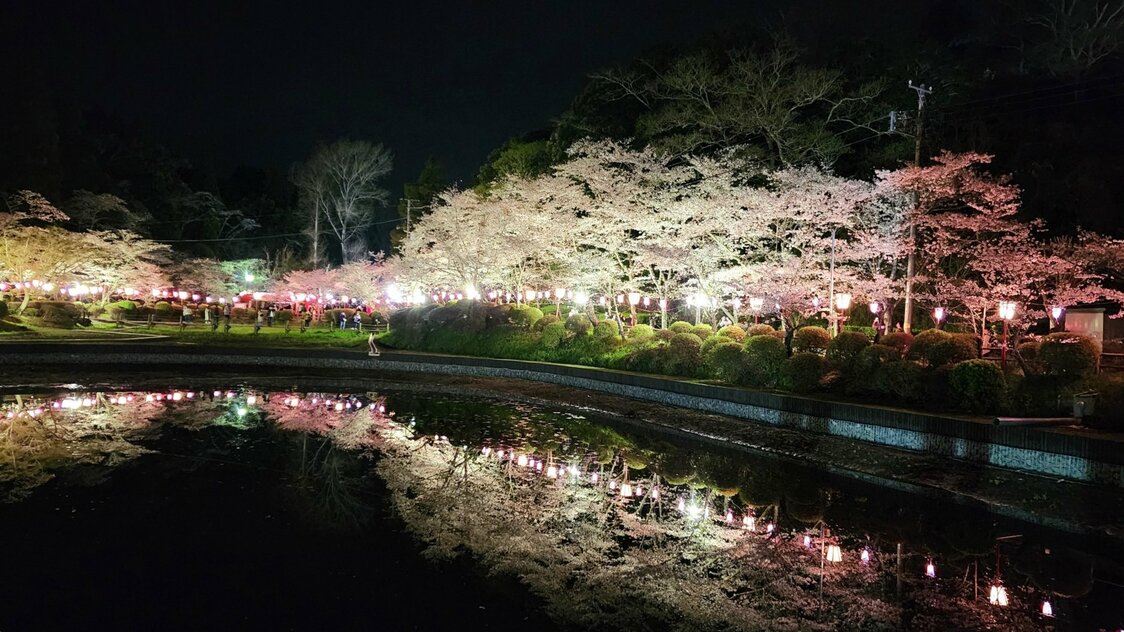 茂原公園 = 千葉県茂原市（フォトAC） / 2850本もの桜が植えられ、「日本桜名所100選」にも選ばれている。3月中旬から約1カ月の夜のライトアップは幻想的