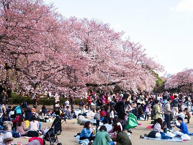東京都・新宿御苑のお花見。さまざまな世代の市民が楽しんでいる(筆者撮影)