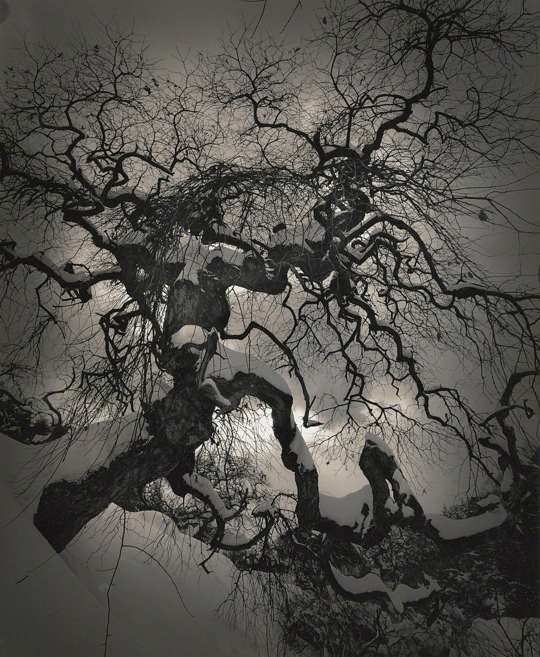 Depictions of Eros and Thanatos: Sacred Trees of Shintō Shrines Through the Lens of Ōsaka Hiroshi