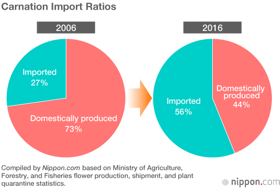 Imported Blooms Fill the Gap as Domestic Cut Flower Shipments Tumble