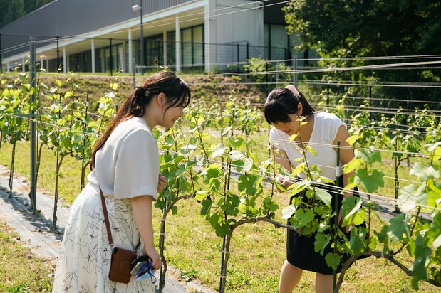 敷地内にある「ワイン用ブドウ実証圃場」も公開している　写真提供：郡山市